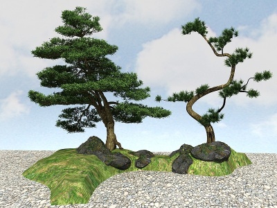 3d景观植物黑松模型