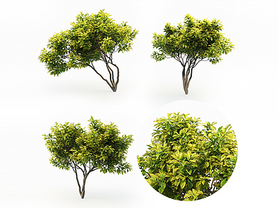 3d现代木兰树模型