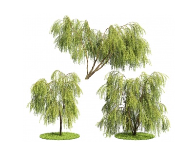 3d现代柳树垂柳模型