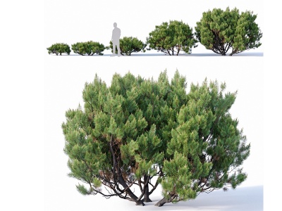 现代松树模型