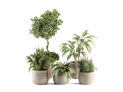 现代发财树绿植盆栽模型