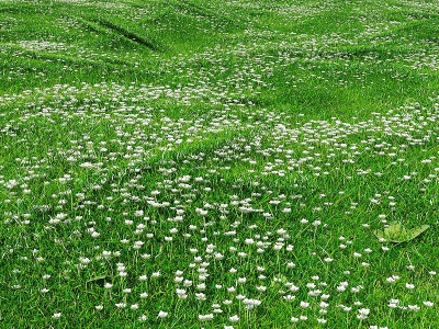 现代草地草坪模型
