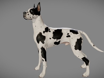 美式斑点狗模型3d模型