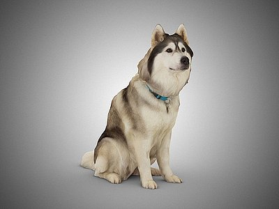 宠物狗3d模型
