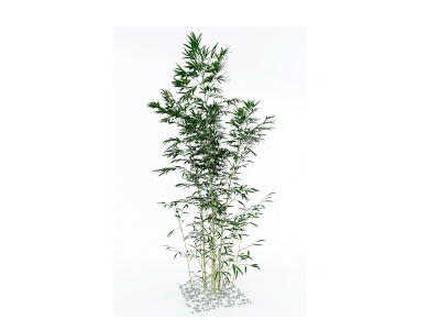 3d现代竹子植物模型