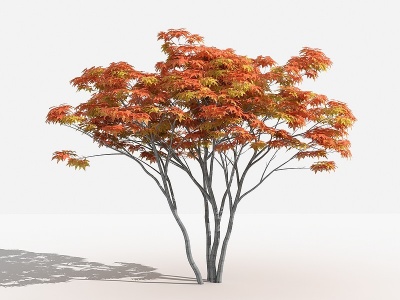 3d中式红枫灌木模型