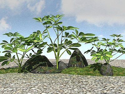 3d景观植物模型鹅掌木模型