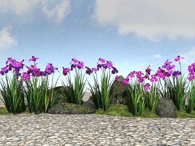 3d景观植物玉蝉花模型