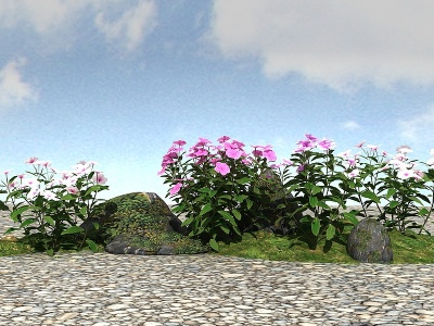 3d景观植物长春花模型