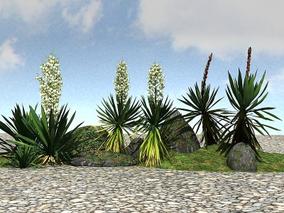 景观植物模型丝兰模型3d模型