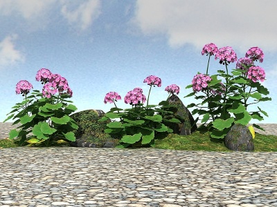 3d景观植物天竺葵模型