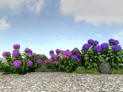 3d景观植物绣球模型