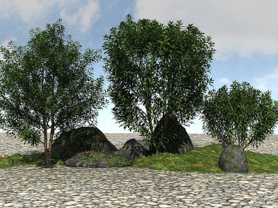 3d景观植物杨梅树模型