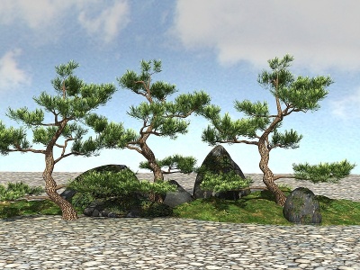 3d景观植物罗汉松模型