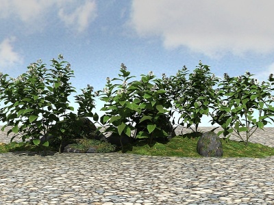 3d景观植物茉莉模型