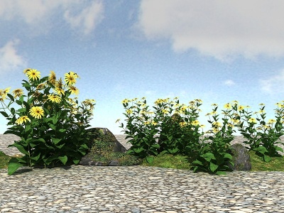 3d景观植物金光菊模型