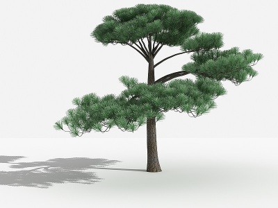 3d中式黑松灌木模型