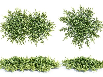 现代植物灌木花草模型