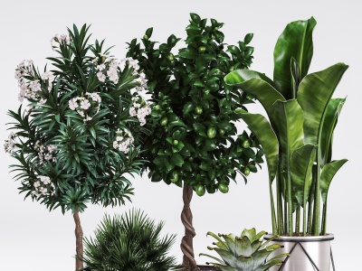 3d现代植物组合模型
