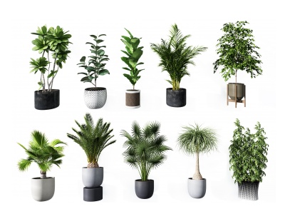 3d现代植物盆栽组合模型