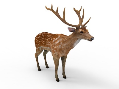 宠物鹿模型3d模型