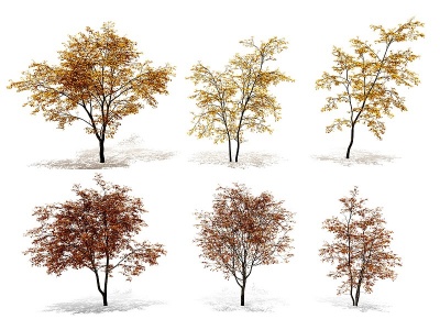3d现代秋季三角枫树景观树模型