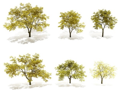 3d现代秋季榆树景观树模型