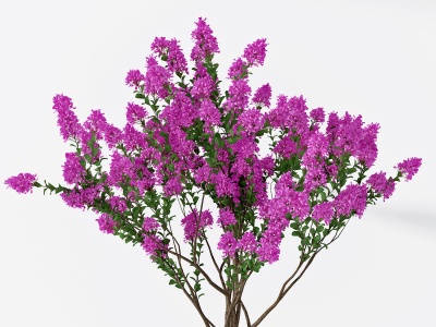 现代紫薇树3d模型