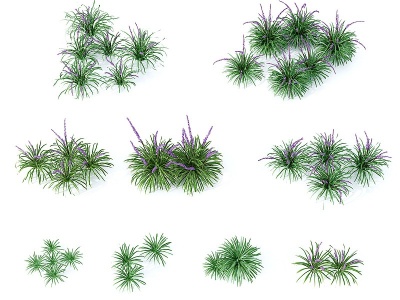 3d现代草植物模型