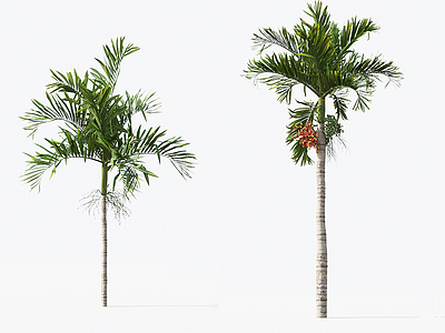 现代棕榈树热带树椰子树模型3d模型