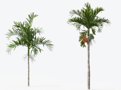 现代棕榈树热带树3d模型