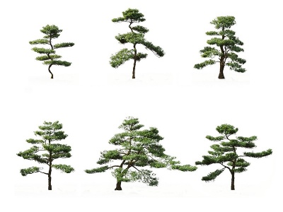 现代中式景观松树组合3d模型