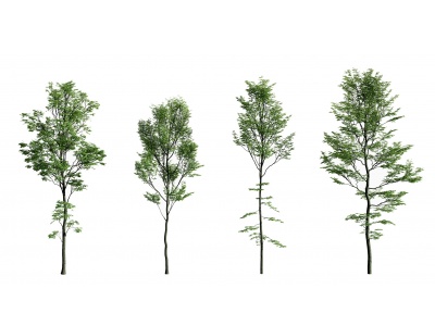 3d现代景观树模型