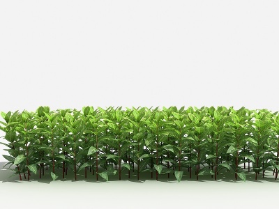 3d中式金脉爵床灌木树植物模型
