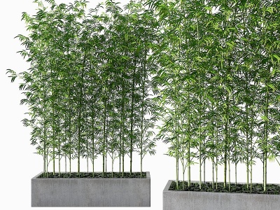 3d现代竹子盆栽模型