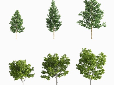3d法国梧桐树木模型