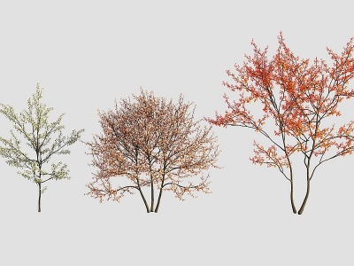 3d红叶树模型