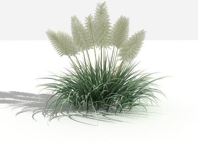 3d新中式芦苇灌木树植物模型