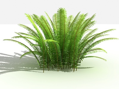 3d中式肾蕨灌木树植物模型