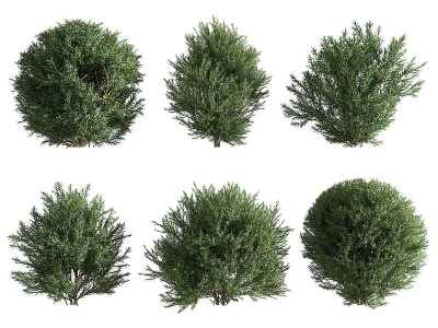 3d现代景观树松树模型