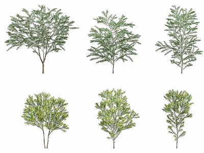 3d现代银叶金景观树模型