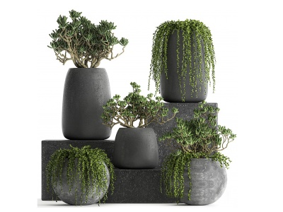 3d混凝土花盆植物模型