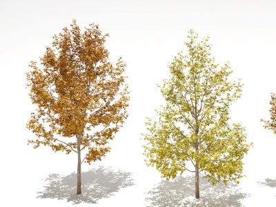 3d现代秋季树景观树模型