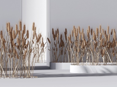 3d现代仿真麦穗盆景模型