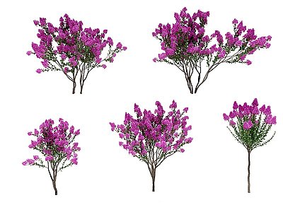 3d<font class='myIsRed'>现代紫薇树</font>模型