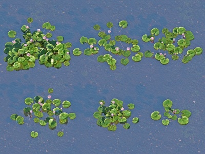 现代水生植物睡莲模型