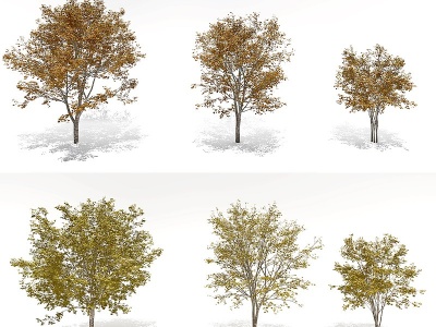 现代秋季树景观树模型3d模型