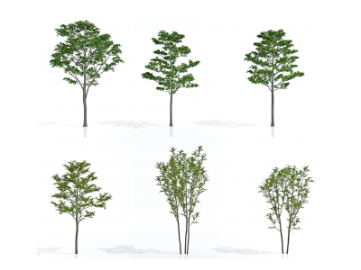3d现代紫玉兰树景观树模型