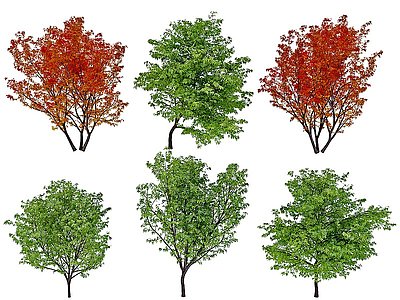 现代枫树景观树模型3d模型