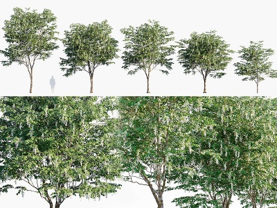 现代植物树木喃喃果模型3d模型